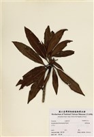 藏品(臺灣杜鵑)的圖片